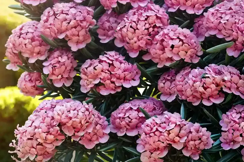 Nerium oleander ‘provence’ (oleander) — photo 2