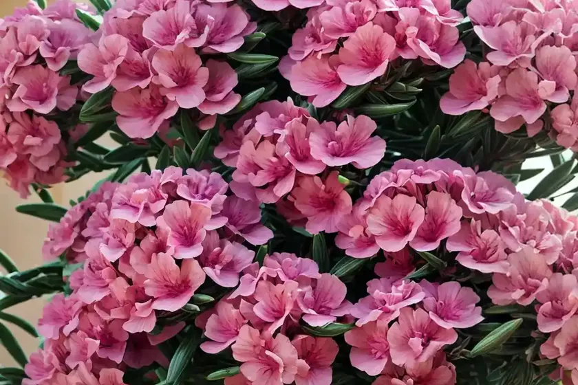 Nerium oleander ‘provence’ (oleander) — photo 3