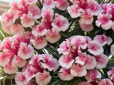 Nerium Oleander ‘Splendens’ (Oleander)