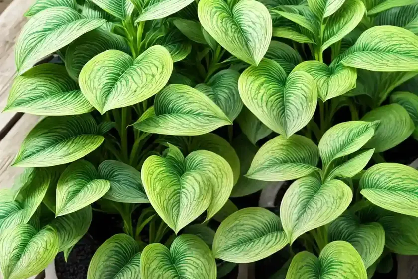 Nerve plant ‘frankie’ (fittonia albivenis ‘frankie’) — photo 2