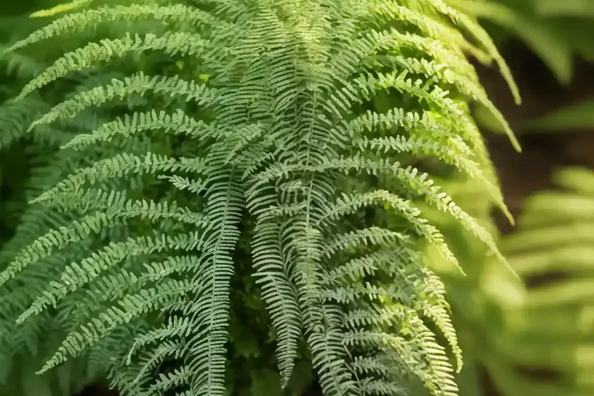 Netted chain fern (woodwardia areolata) — photo 2