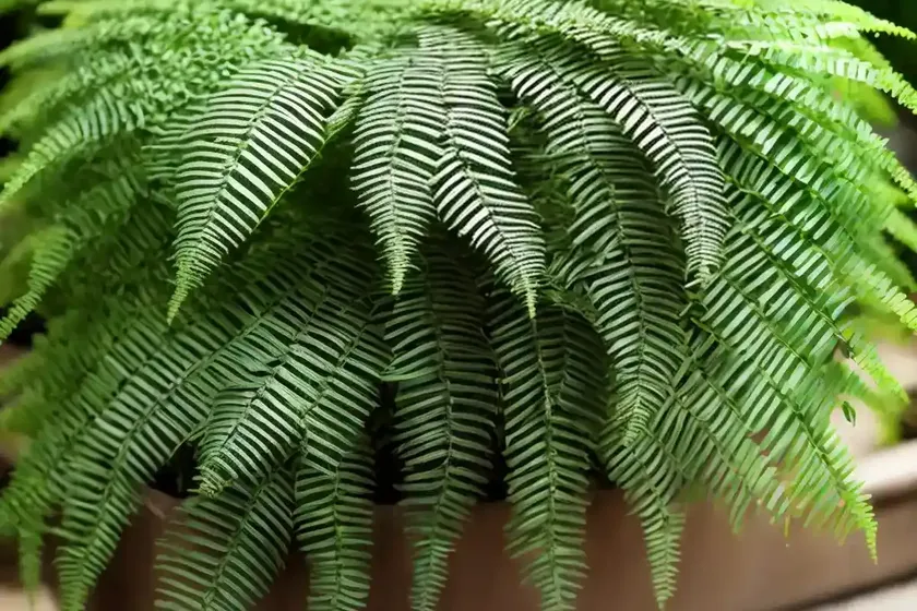 Netted chain fern (woodwardia areolata) — photo 3