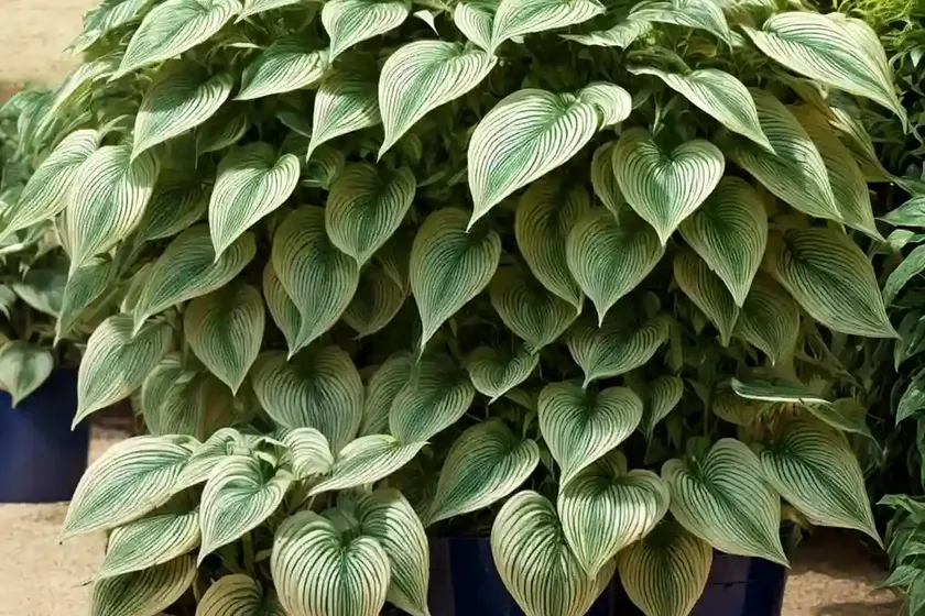 Never never plant (ctenanthe setosa) — photo 3
