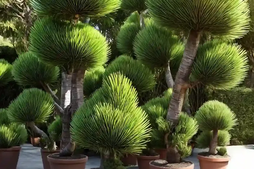 New caledonian pine (araucaria columnaris) — photo 3