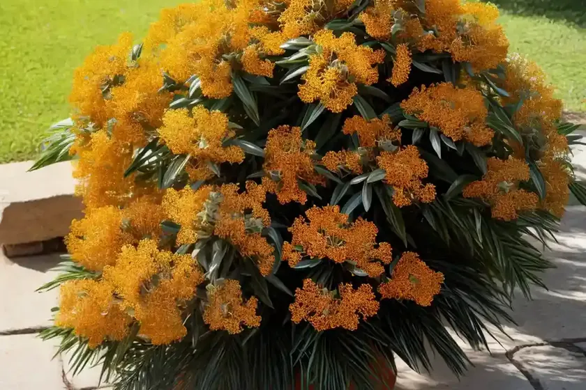 New south wales christmas bush (ceratopetalum gummiferum) — photo 3