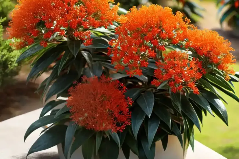 New south wales christmas bush (ceratopetalum gummiferum)