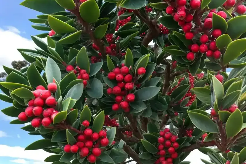 New zealand christmas tree (metrosideros excelsa) — photo 2