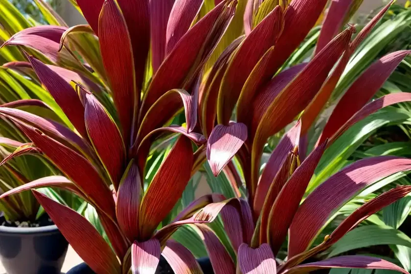 New zealand flax (phormium ‘jester’) — photo 2