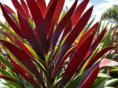 New Zealand Flax (Phormium ‘Jester’)