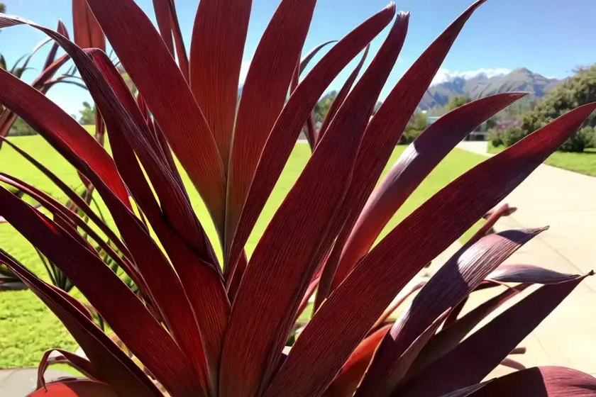 New zealand flax (phormium tenax) — photo 2
