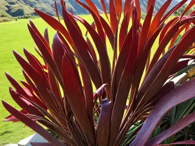 New Zealand Flax (Phormium Tenax)