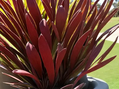 New Zealand Flax (Phormium Tenax)