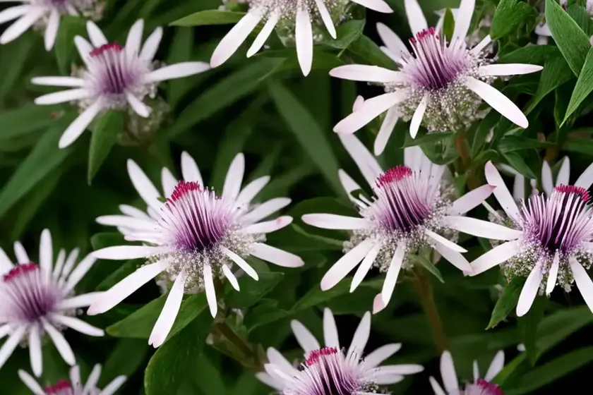 New zealand hebe (hebe speciosa) — photo 2