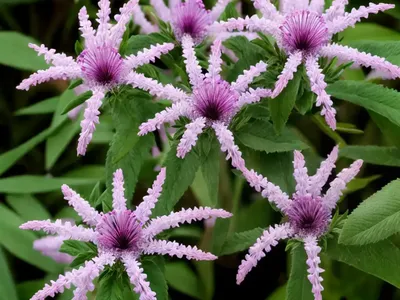 New Zealand Hebe (Hebe Speciosa)