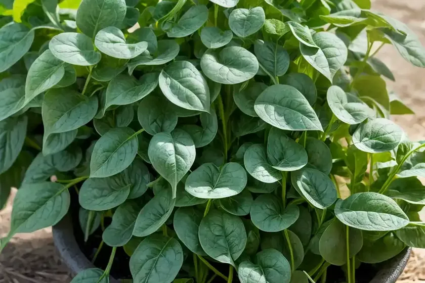 New zealand spinach (tetragonia tetragonioides) — photo 2