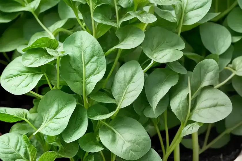 New zealand spinach (tetragonia tetragonioides) — photo 3