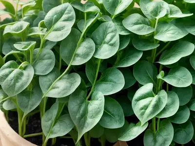 New Zealand Spinach (Tetragonia Tetragonioides)