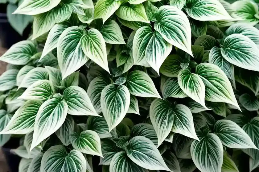 Nico swedish ivy (plectranthus ‘nico’) — photo 2