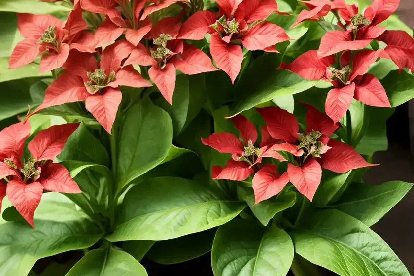 Nicotiana tabacum (nicotiana tabacum) — photo 3