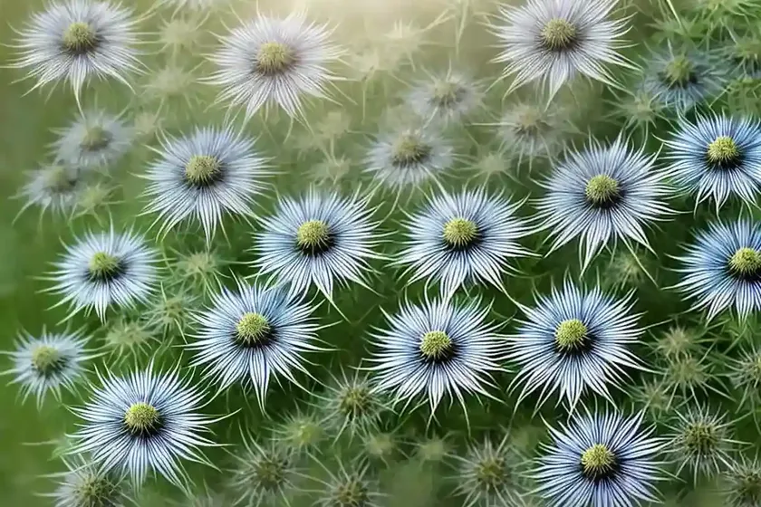 Nigella damascena (love-in-a-mist) — photo 2