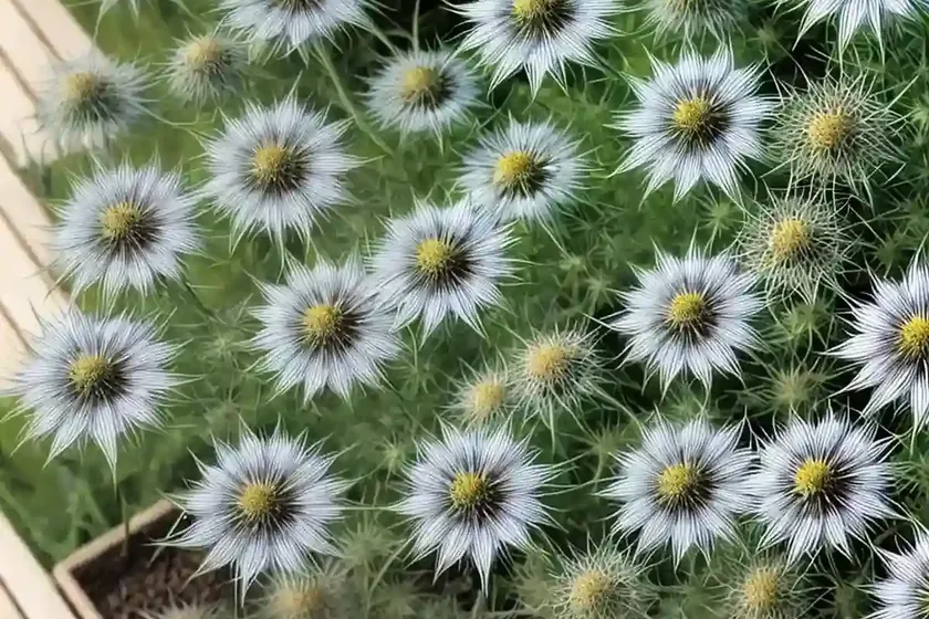 Nigella damascena (love-in-a-mist) — photo 3