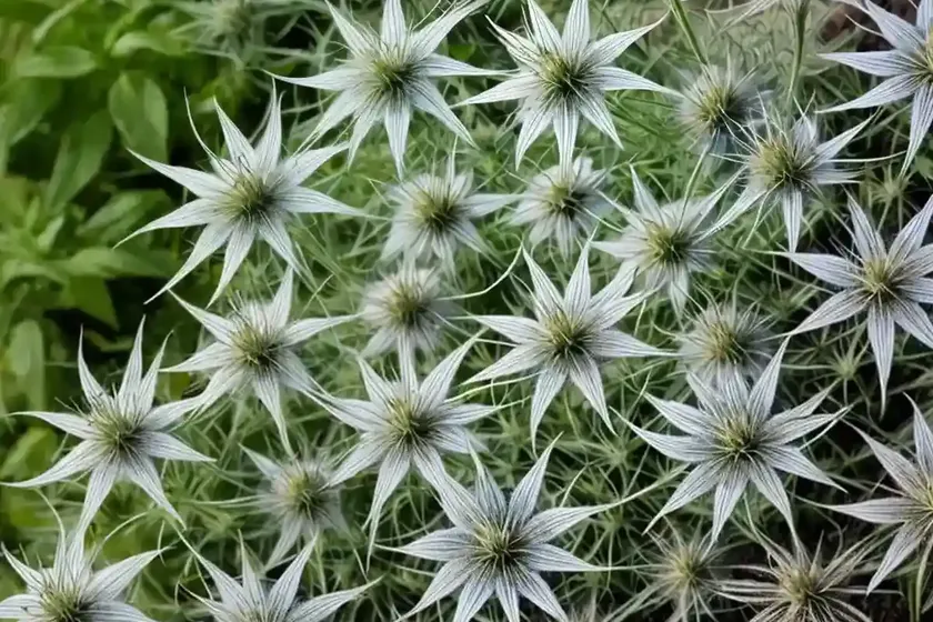 Nigella damascena ‘miss jekyll alba’ (love-in-a-mist) — photo 3