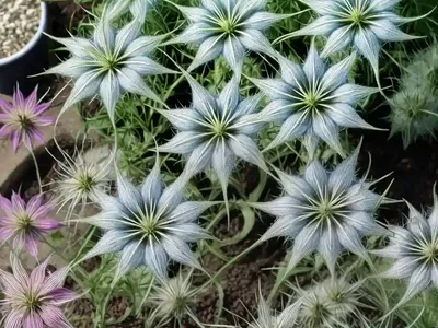 Nigella Damascena ‘Miss Jekyll Alba’ (Love-in-a-Mist)