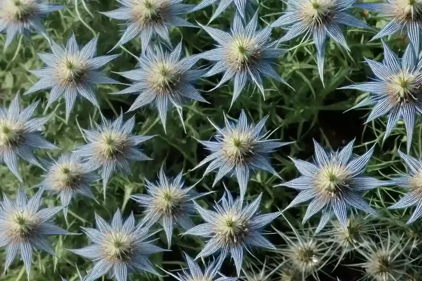 Nigella Damascena ‘Miss Jekyll Dark Blue’ (Love-in-a-Mist) — photo 2