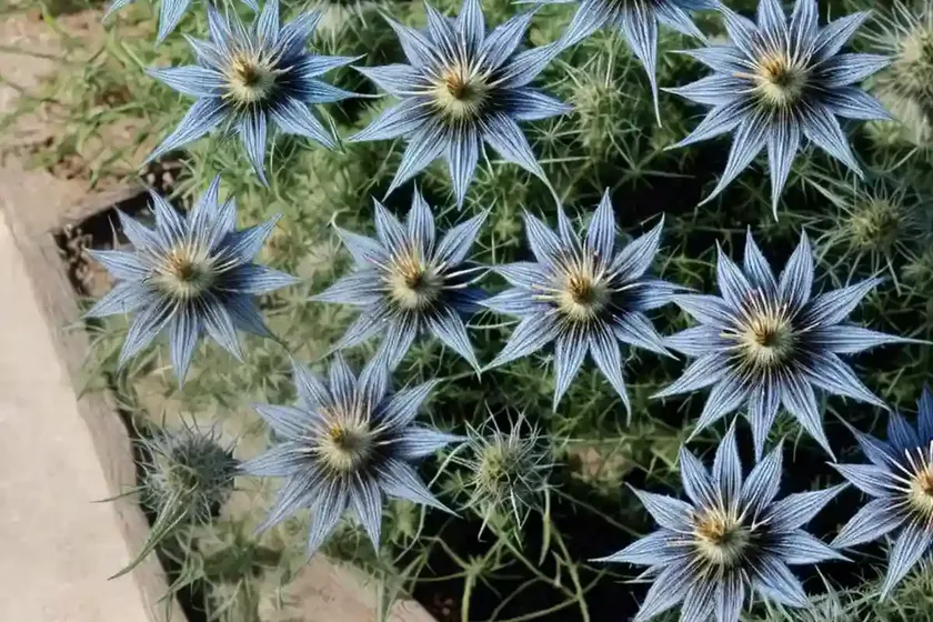 Nigella Damascena ‘Miss Jekyll Dark Blue’ (Love-in-a-Mist) — photo 3