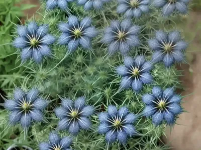 Nigella Damascena ‘Miss Jekyll Dark Blue’ (Love-in-a-Mist)