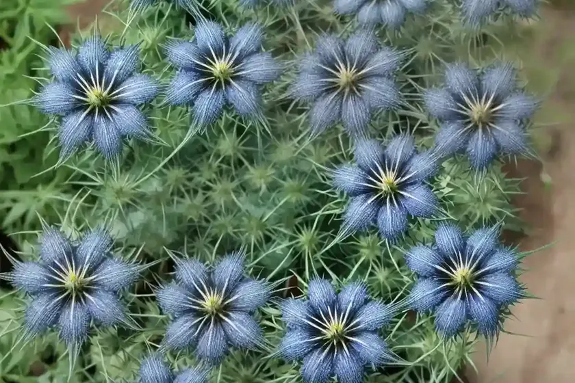Nigella Damascena ‘Miss Jekyll Dark Blue’ (Love-in-a-Mist)