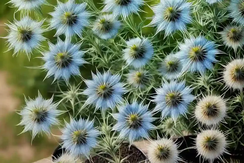 Nigella damascena ‘miss jekyll’ (love-in-a-mist) — photo 2