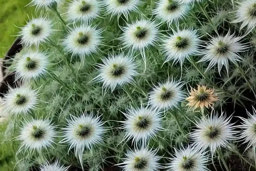 Nigella damascena ‘miss jekyll’ (love-in-a-mist) — photo 3