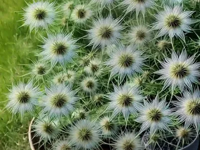 Nigella Damascena ‘Miss Jekyll’ (Love-in-a-Mist)