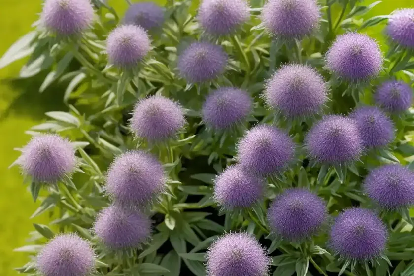 Nigellastrum Willk (Nigella Nigellastrum) — photo 2