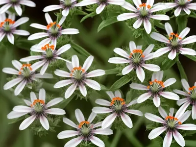 Night Catchfly (Silene Noctiflora)