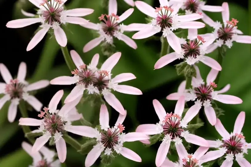 Night-flowering catchfly (silene nocturna) — photo 3