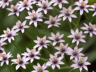 Night-Flowering Catchfly (Silene Nocturna)