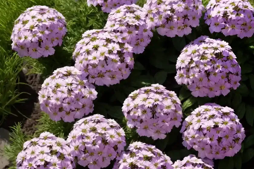 Night phlox (zaluzianskya capensis) — photo 2