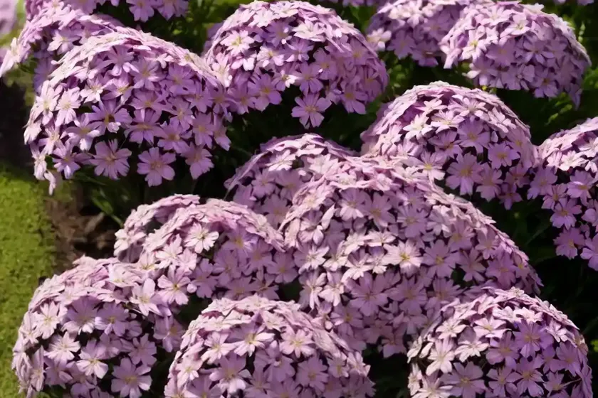 Night phlox (zaluzianskya capensis) — photo 3