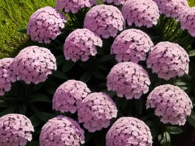 Night Phlox (Zaluzianskya Capensis)