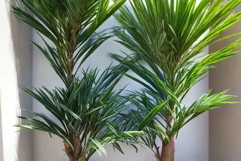 Nikau palm (rhopalostylis sapida)