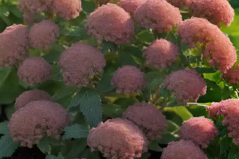 Ninebark (physocarpus opulifolius ‘center glow’)