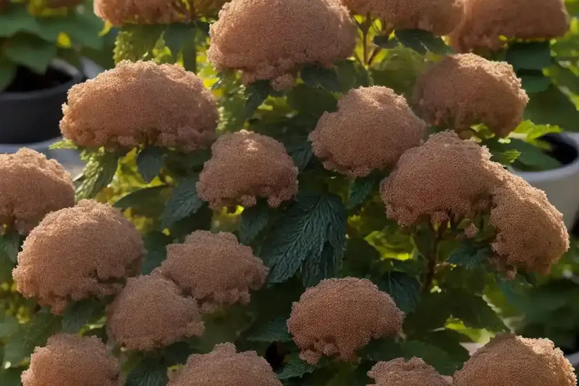 Ninebark (physocarpus opulifolius ‘dart’s gold’) — photo 3