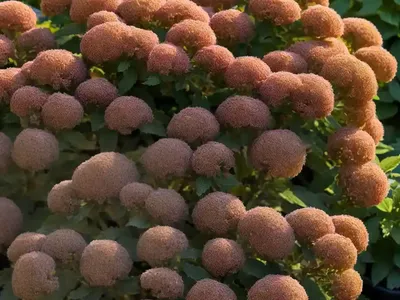 Ninebark (Physocarpus Opulifolius ‘Dart’s Gold’)
