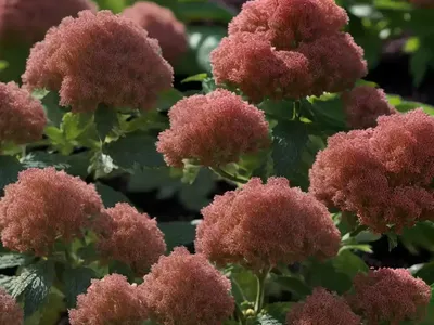 Ninebark (Physocarpus Opulifolius ‘Diabolo’)