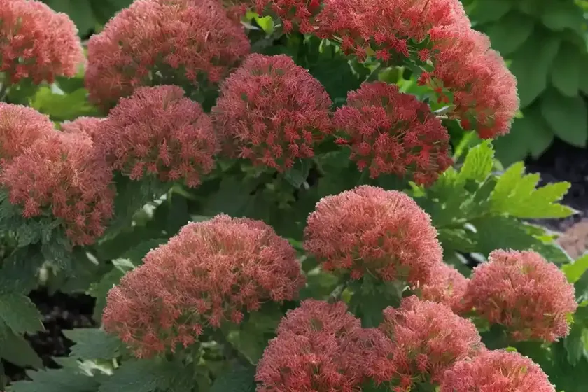 Ninebark (physocarpus opulifolius ‘donna may’) — photo 2