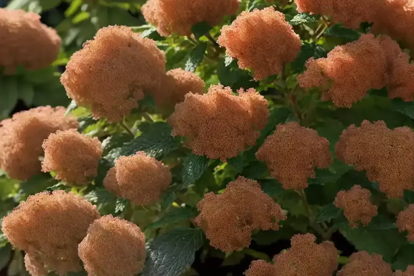 Ninebark (physocarpus opulifolius ‘jefam’ amber jubilee) — photo 2