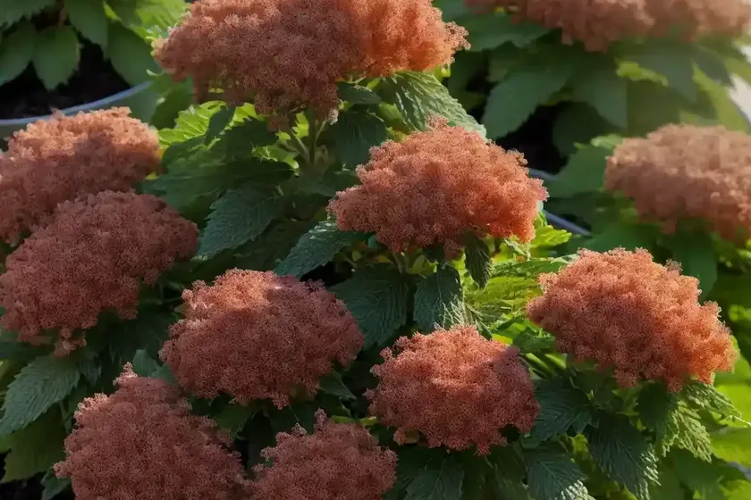 Ninebark (physocarpus opulifolius ‘jefam’ amber jubilee) — photo 3