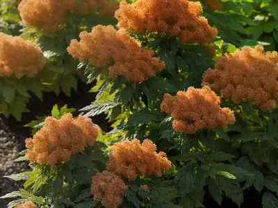Ninebark (Physocarpus Opulifolius ‘Jefam’ AMBER JUBILEE)